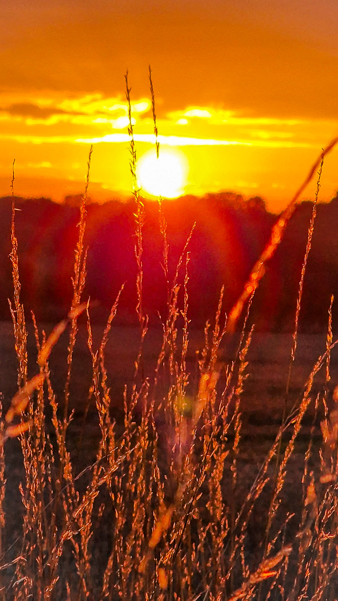 Sunset field photography by Tony Livins with golden light