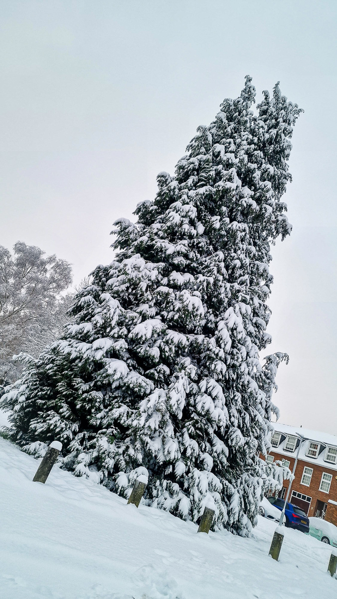 Winter tree photography by Tony Livins in snow