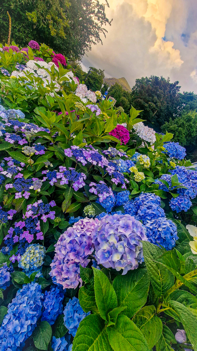 Flower photography by Tony Livins featuring hydrangea blooms