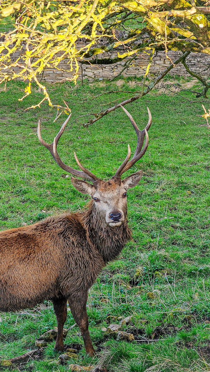 Deer wildlife photography by Tony Livins in woodland scenery
