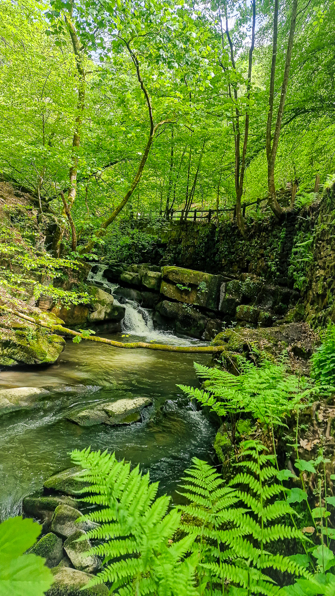 Green woodland stream photography by Tony Livins