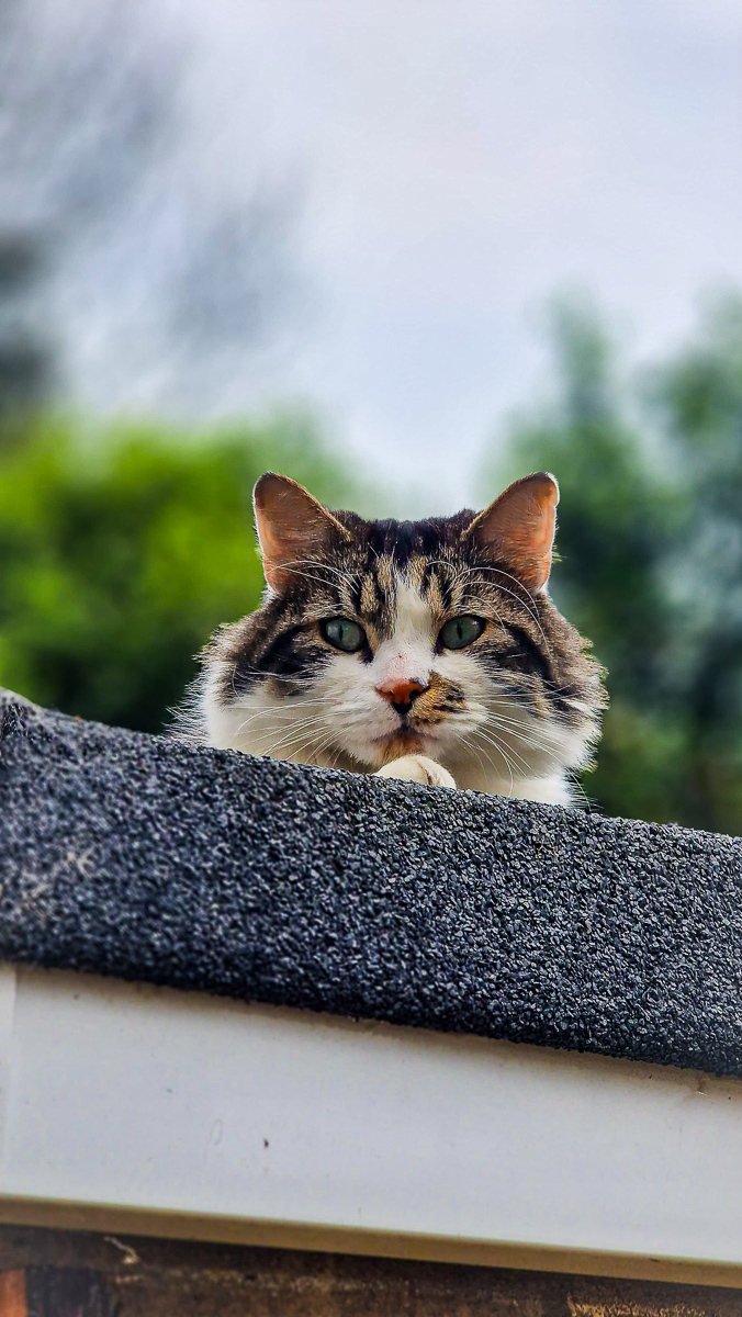 Cat portrait photography by Tony Livins
