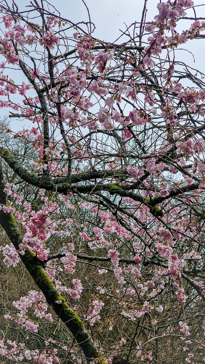 Spring branch photography by Tony Livins
